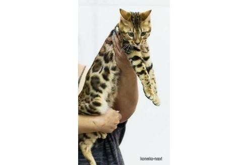 花輪範子ブリーダーの詳細